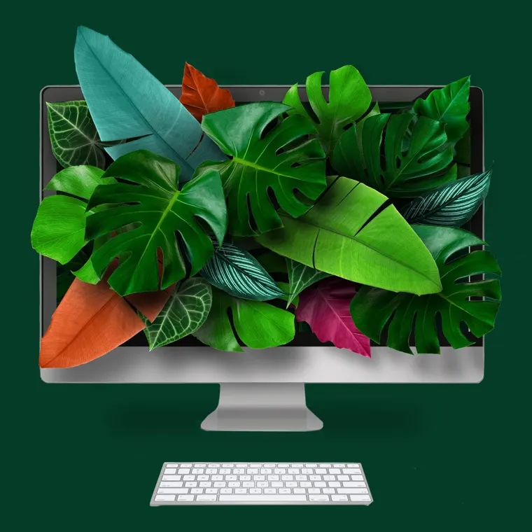 Web et digital, Yanacom